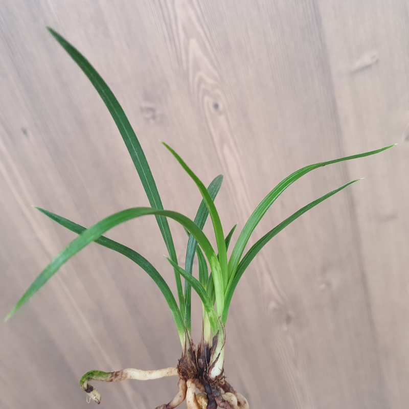 서반,,산반,,소심