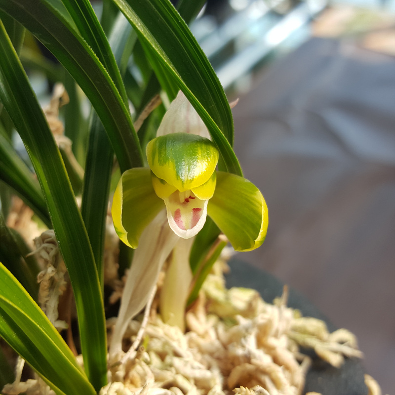 복륜형,,산반화