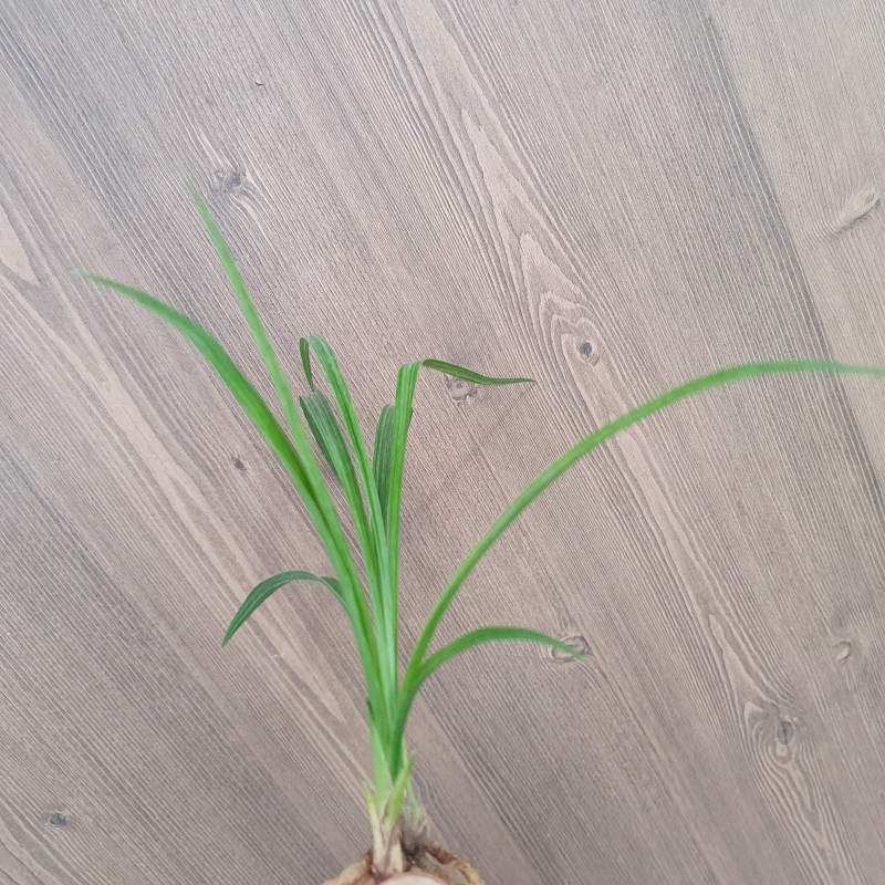 전면산반,,녹호산반