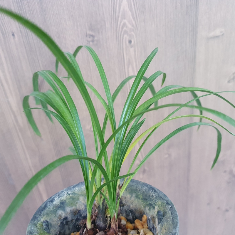 산채,,그대로,,소심