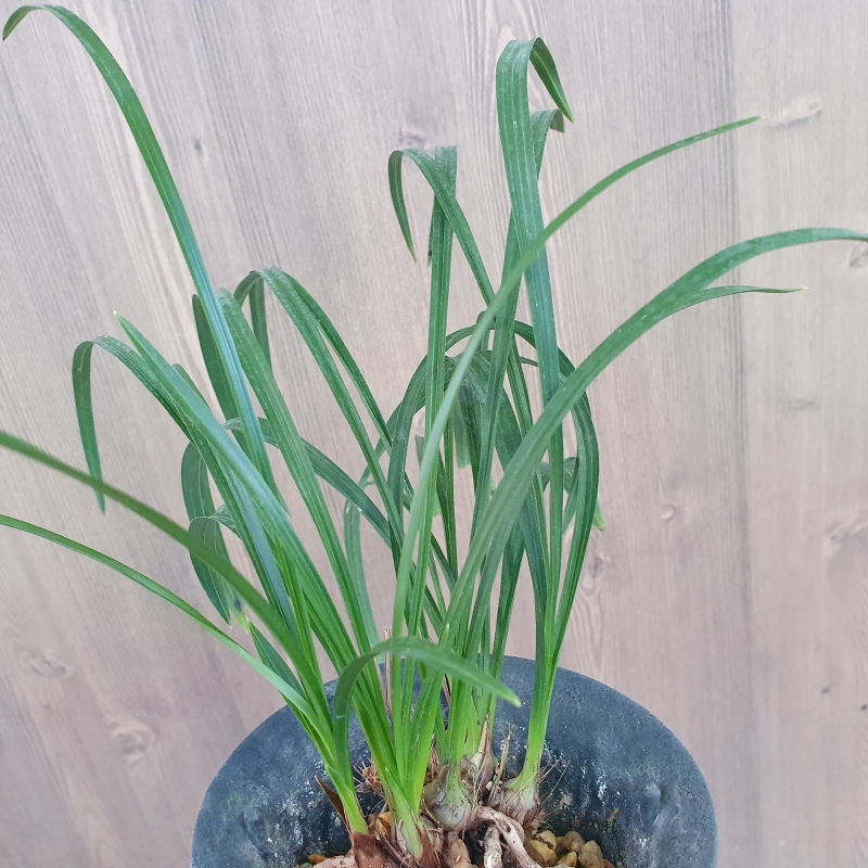 산채,,그대로,,소심