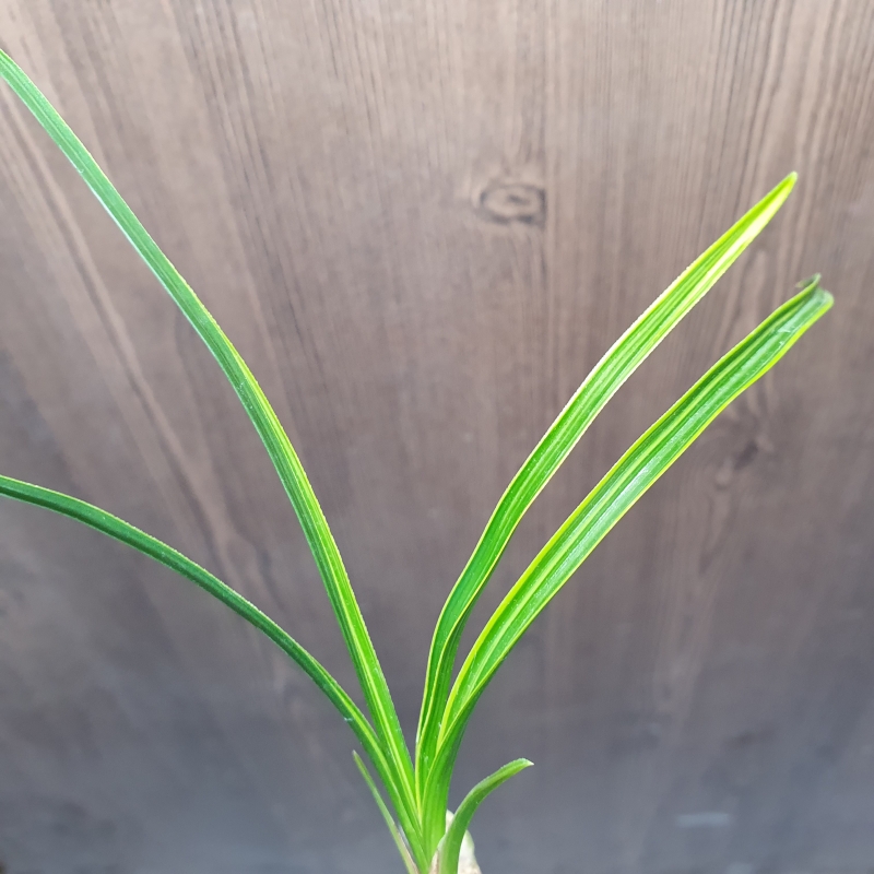 금계,,까닥지,,극황,,산?