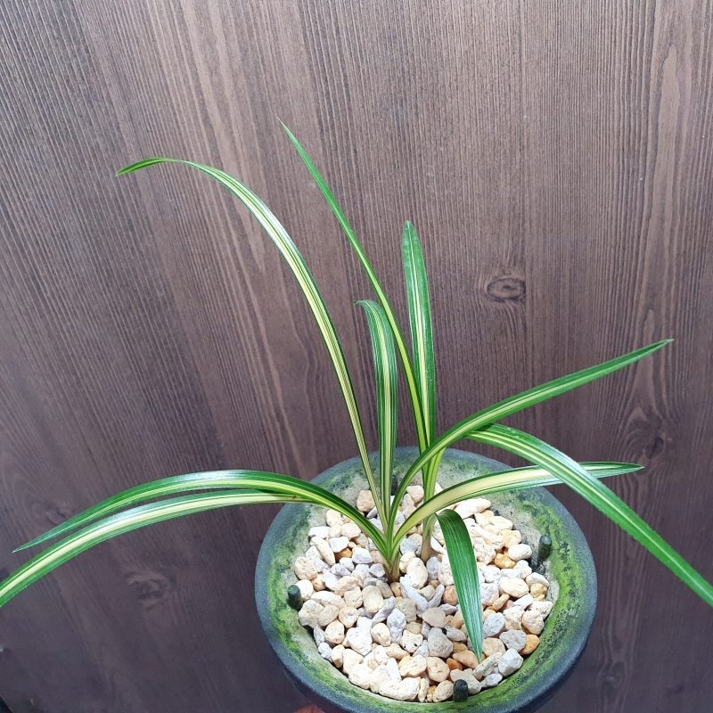 무명,,중압,,중투호