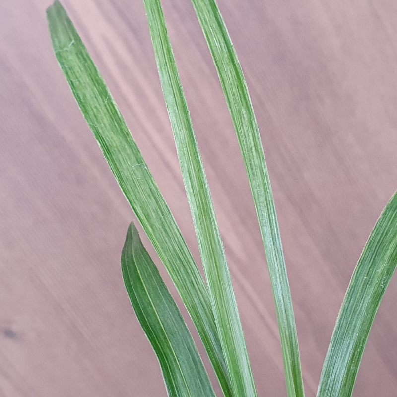 전면,,녹호,,산반