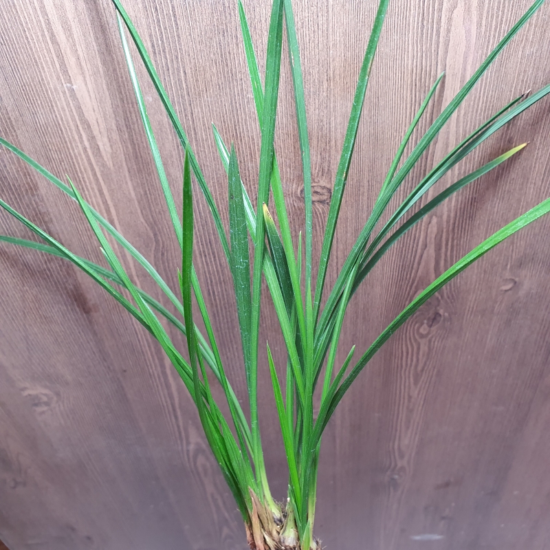 고추선,,두화입변,,산?