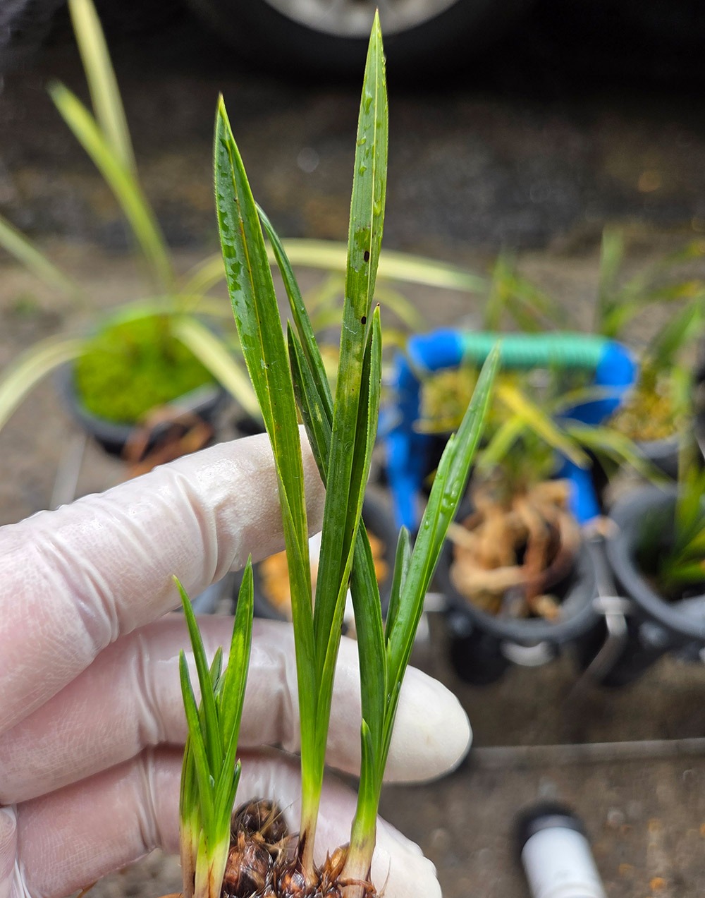 산채 출 반성 두화변