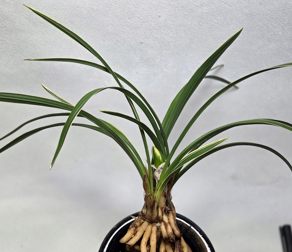 화형 복륜화 분주 2번