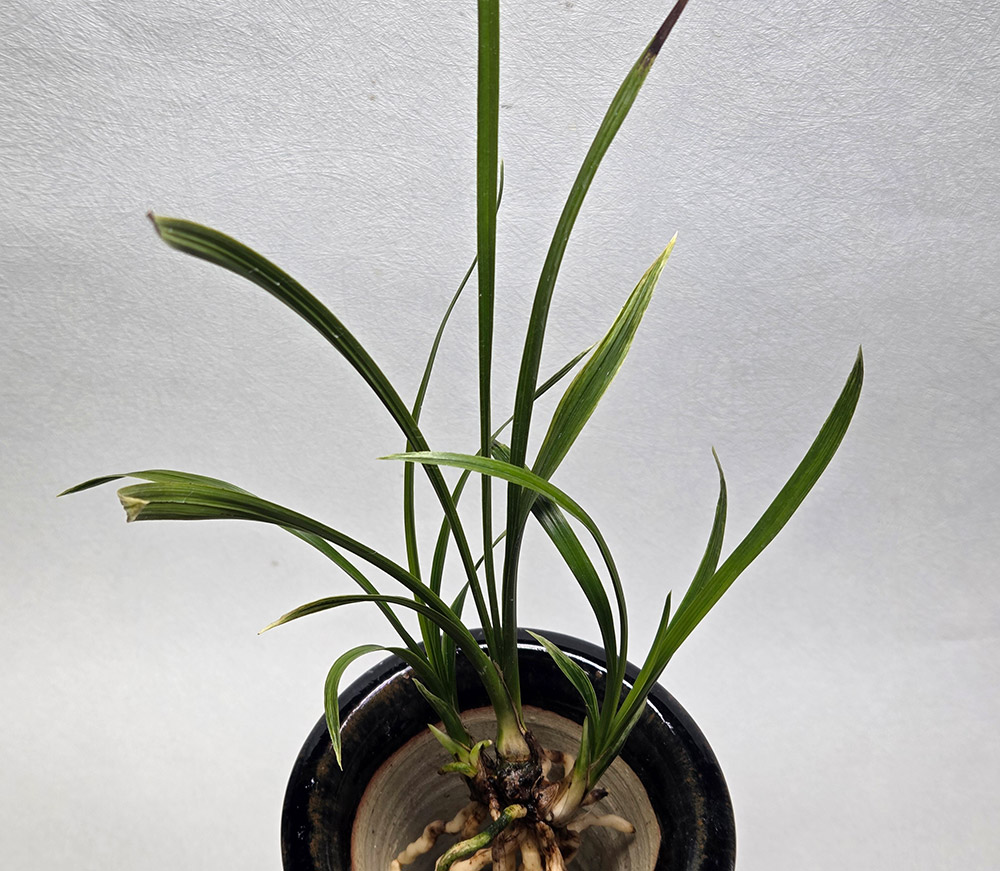 초세이쁜 입엽성 산반