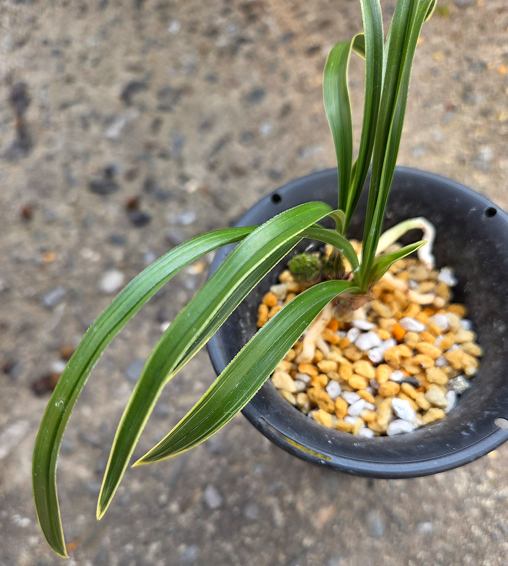 광엽 환엽 복륜