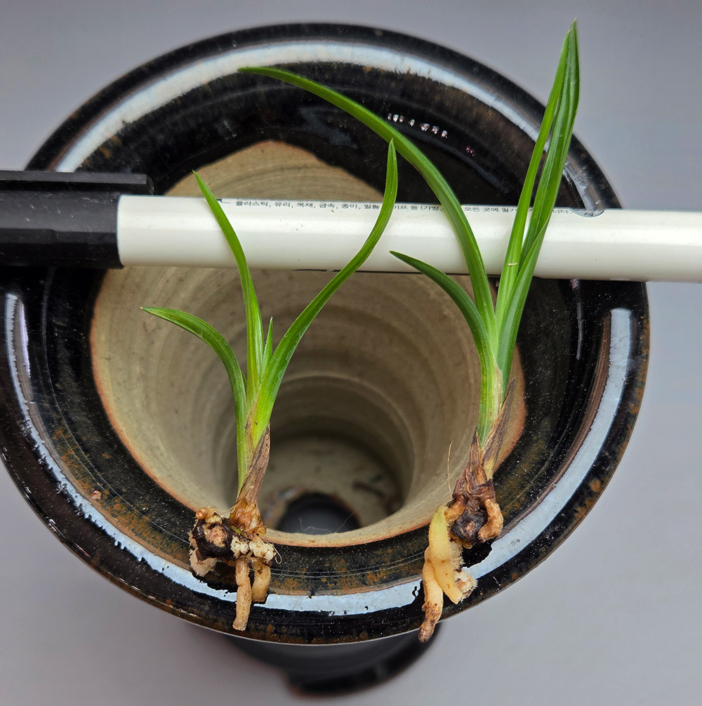 산채 생강근 입변 서반?