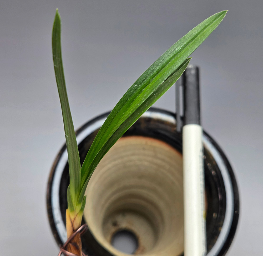 입엽 단엽 밑달려분주