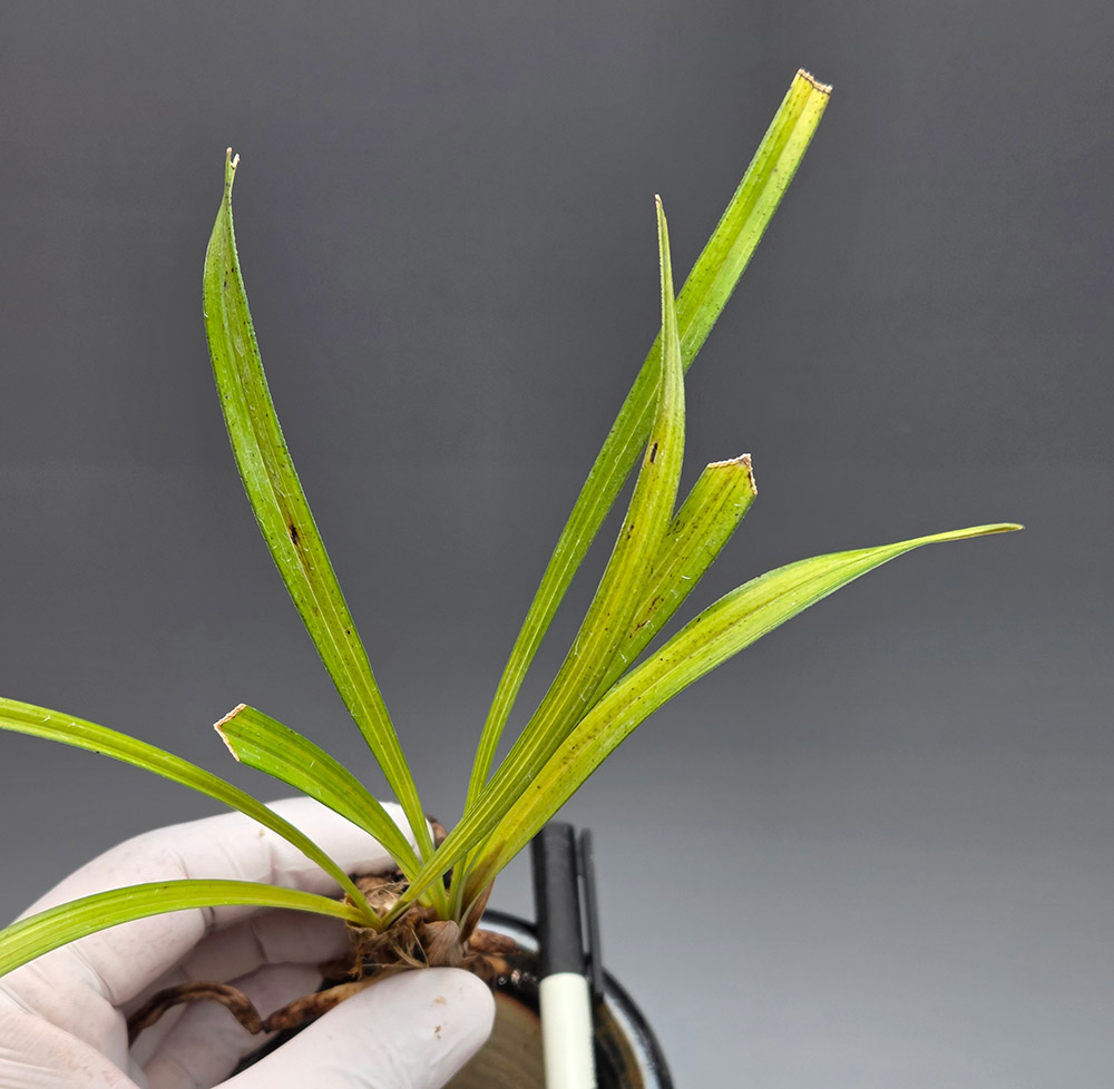 비취색감 산반 중투