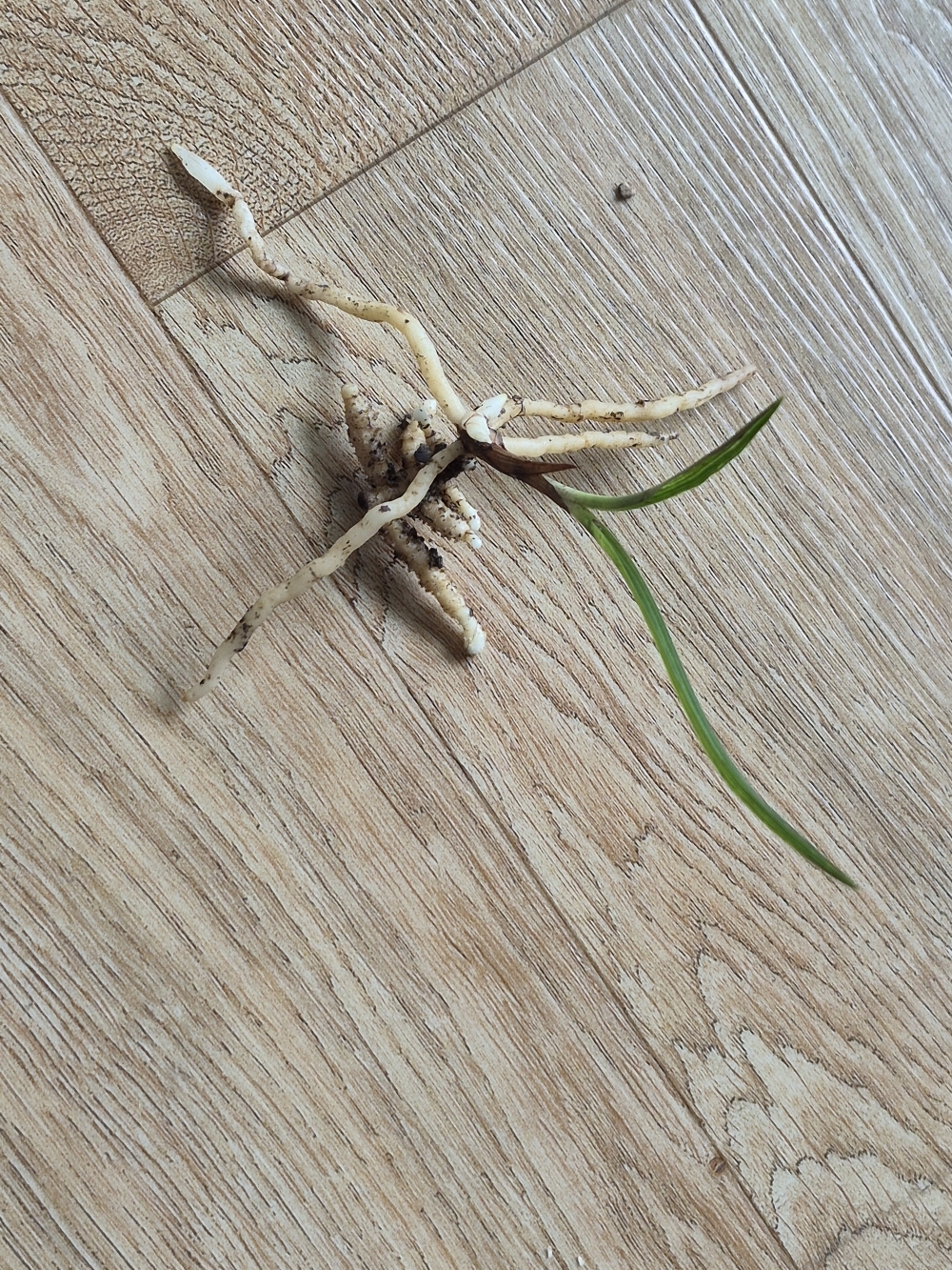 산채입엽산반호