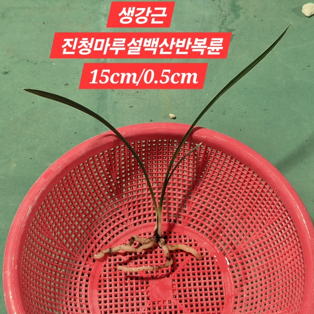 생강근