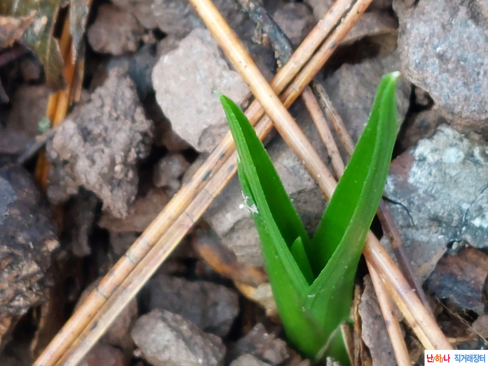 산채 두화목 단엽변