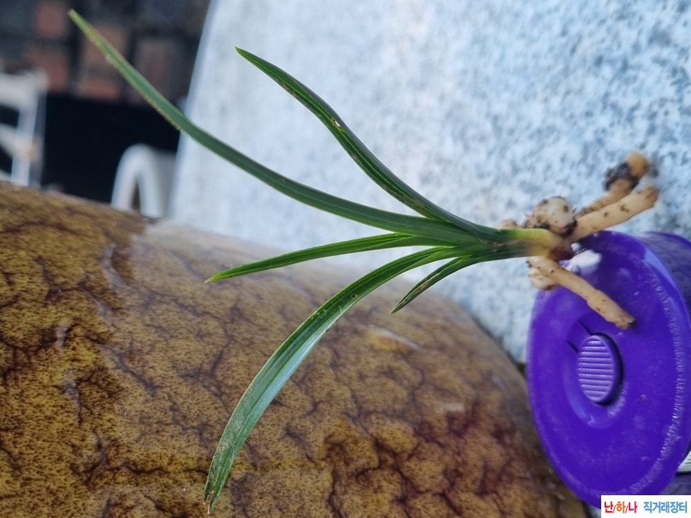 배골깊은 후육입변