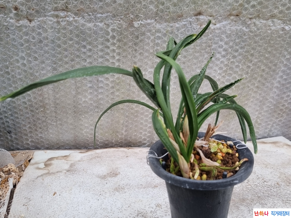 산채출발 우람한 수정