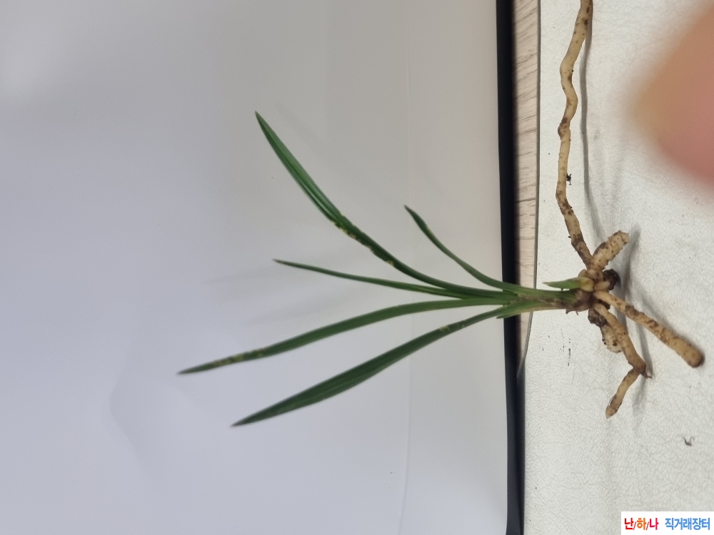 산채생강 후육 두화변