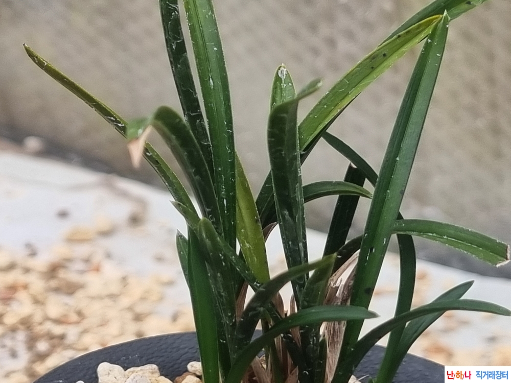 생강출발 단엽성 입변