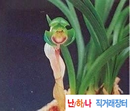 두화