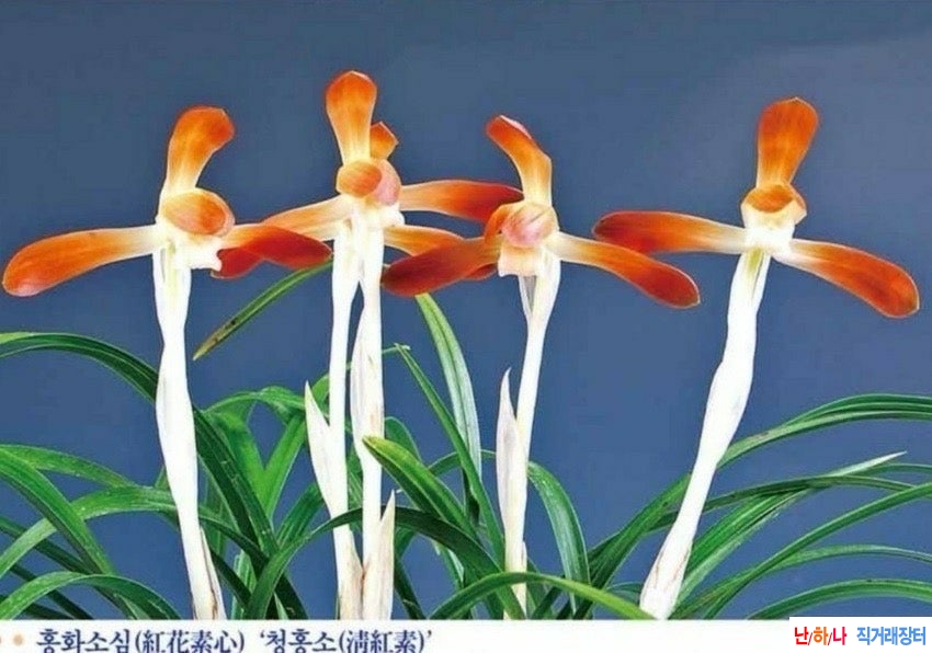 홍화소심