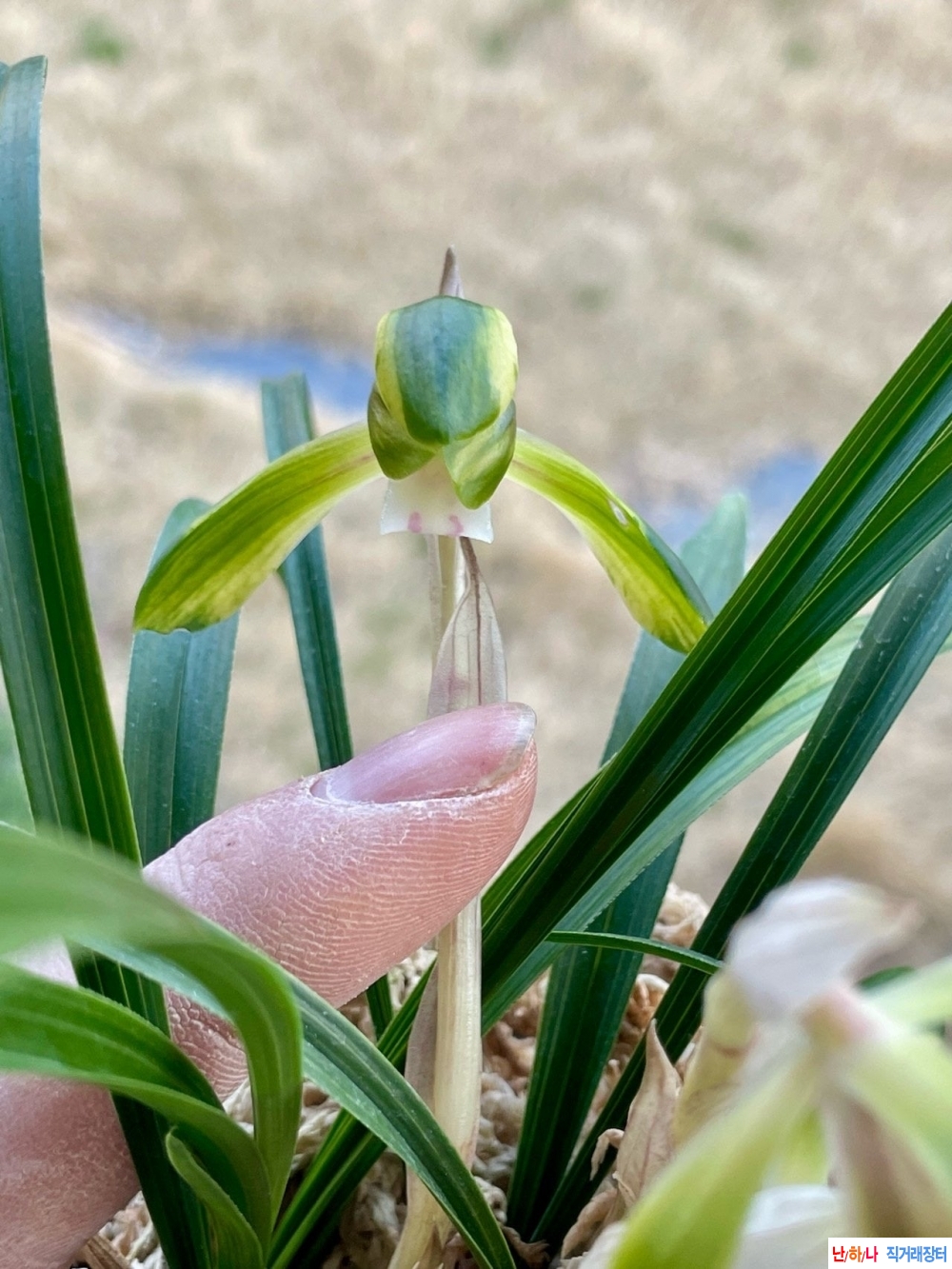 종자좋은산반화