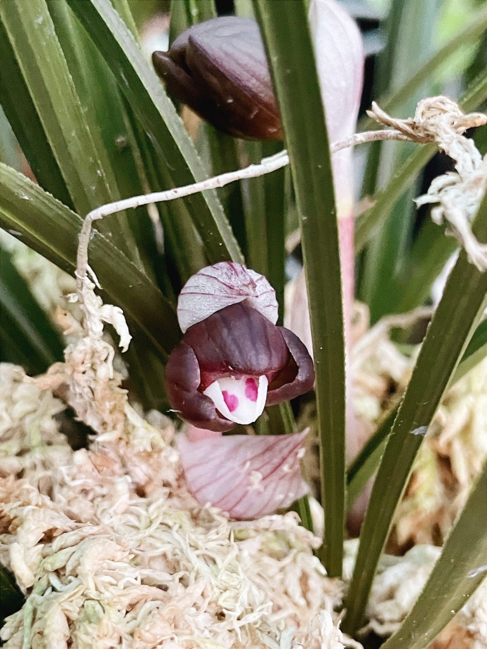 자화두화