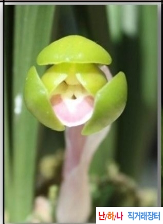 두화반색설