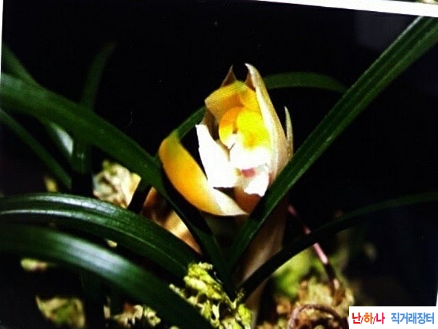 주금기화1