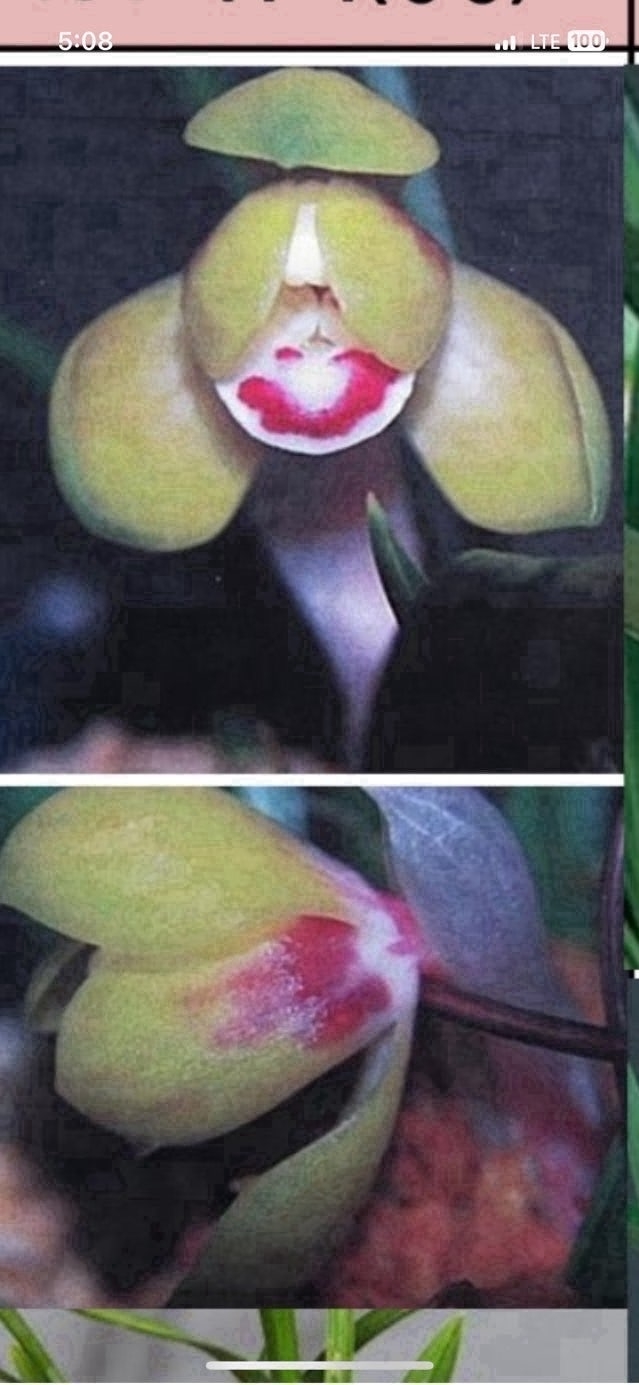 색두