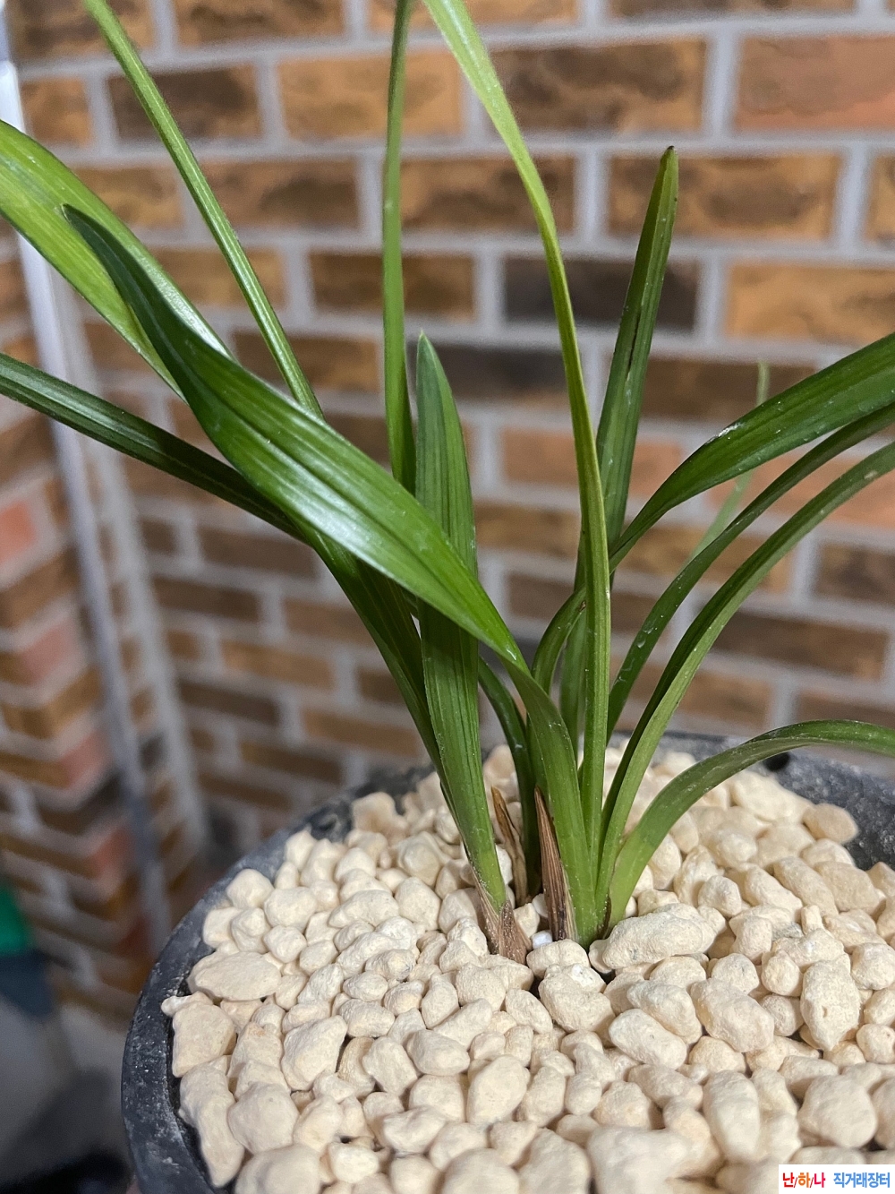 꽃기대산반중투