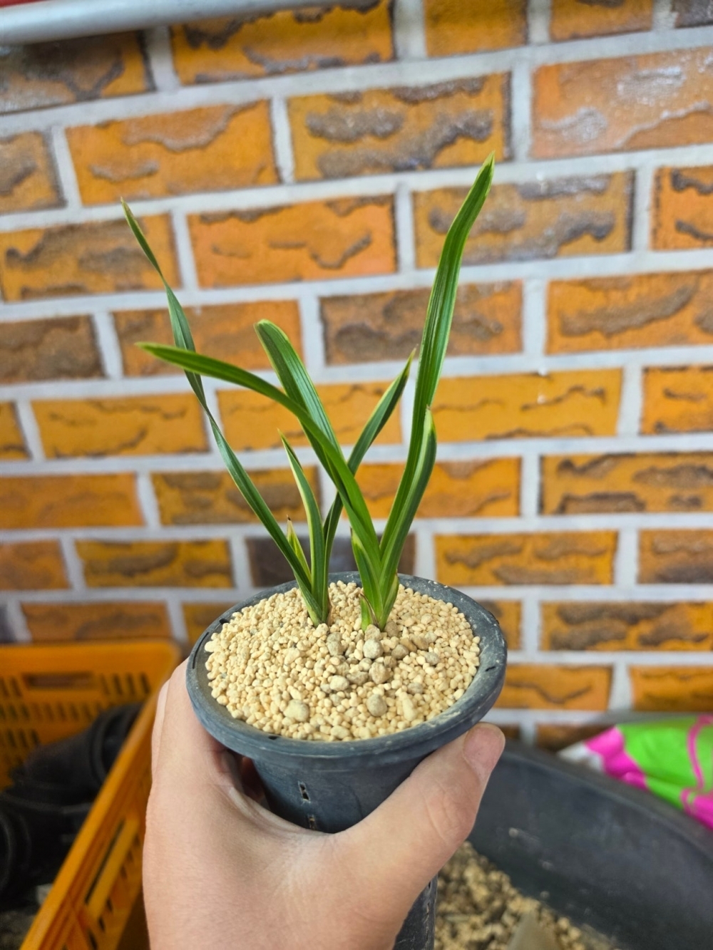 수정복륜