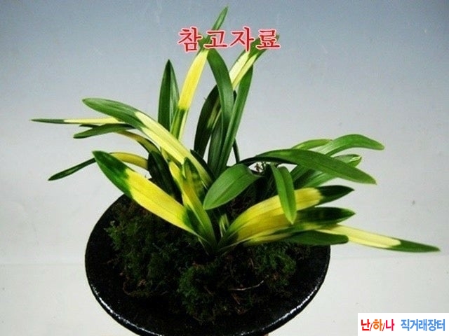 단엽호피반