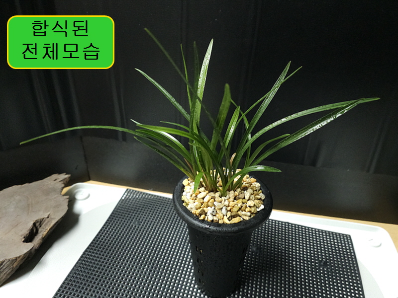 합천 어리골종자 1번