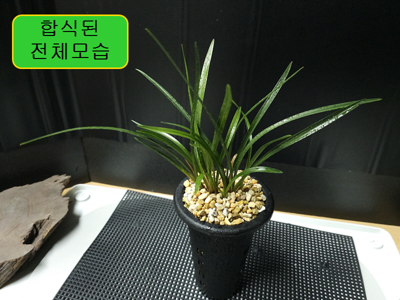 합천 어리골종자 2번