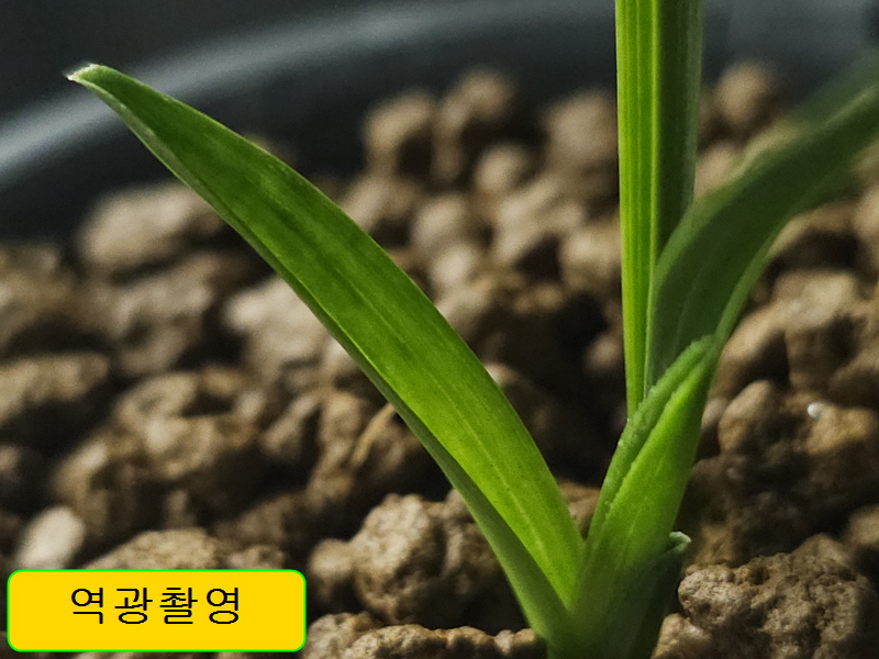 천예담밭 종자 1번