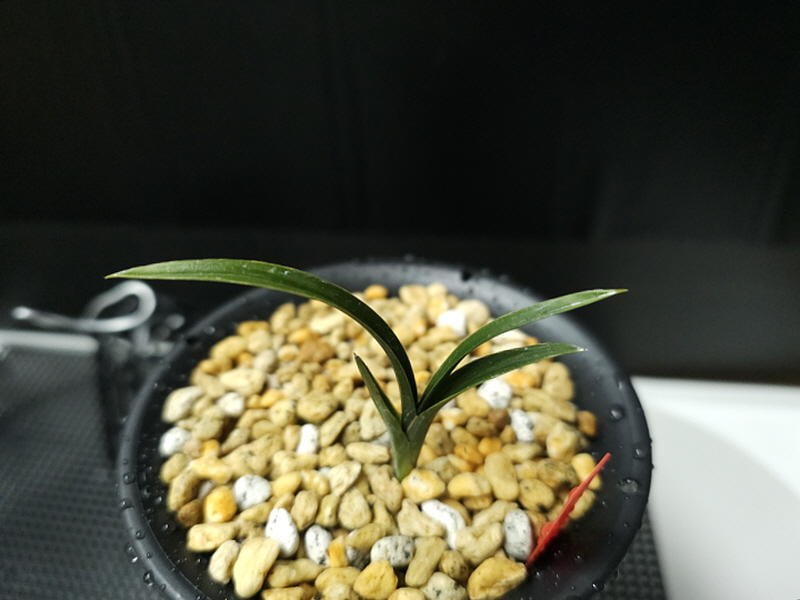 창녕산 반성장단엽