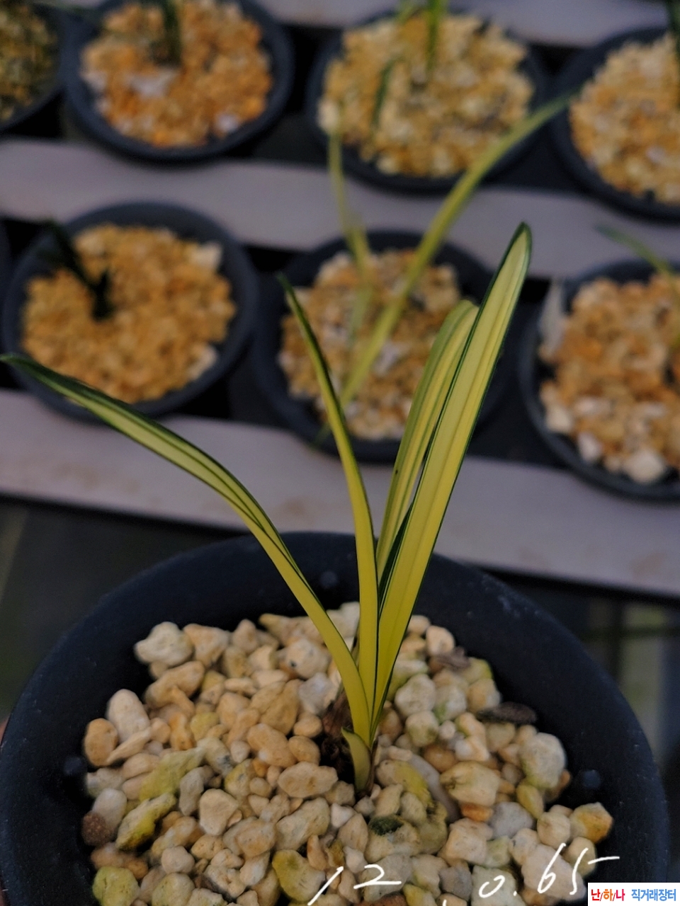 엽육. 대비좋은입변중?