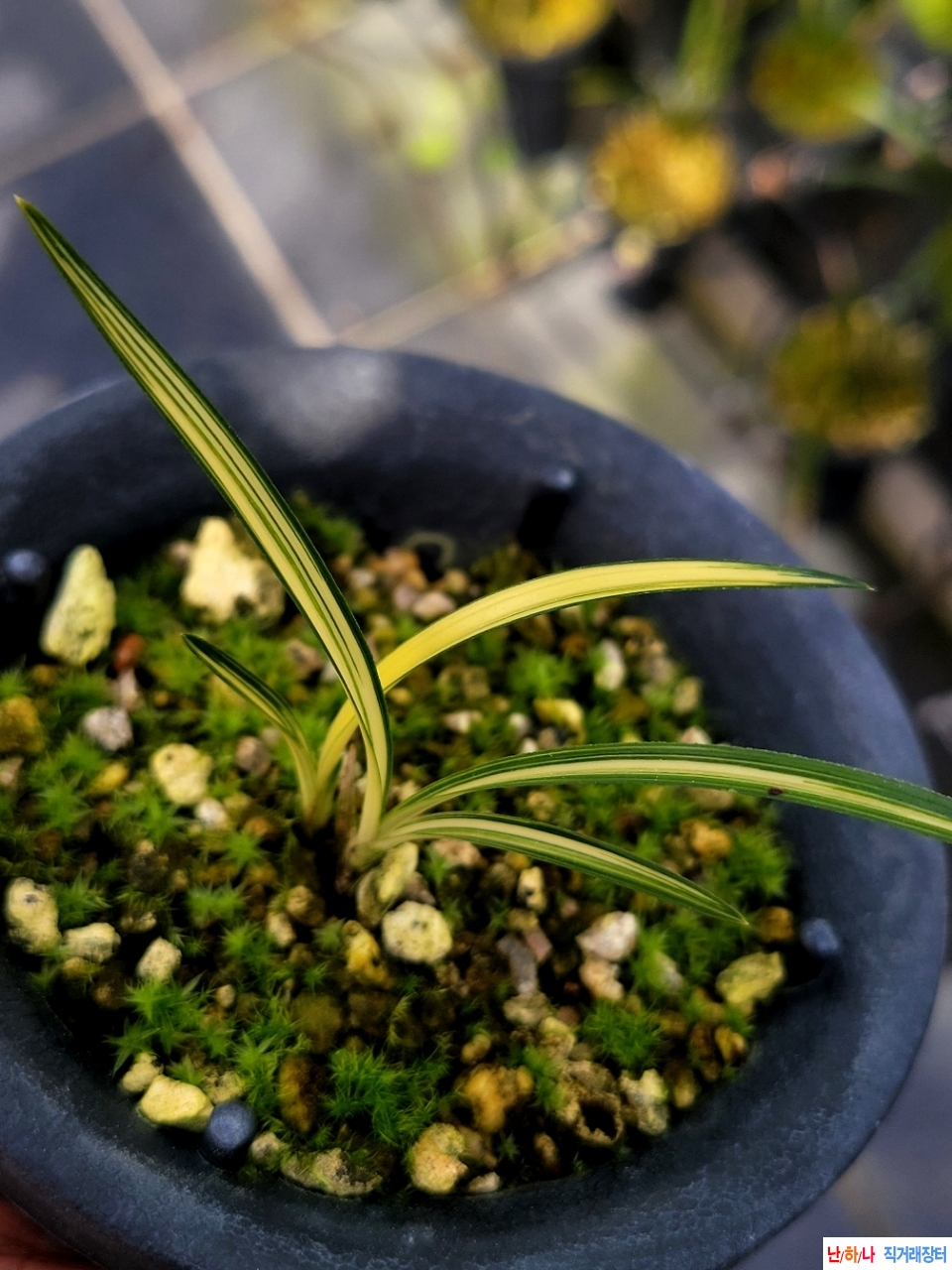 입변중투호입니다