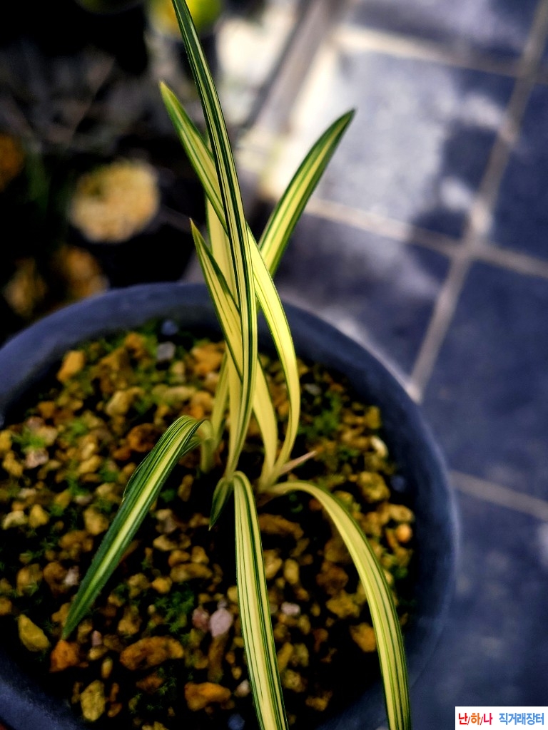 대비좋은진청.입변성?