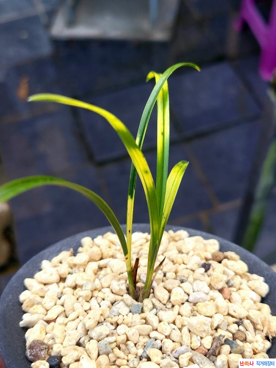 화려한 호피반입니다