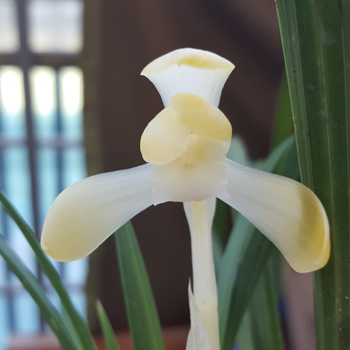 무명,,화형,,전시작,,백?