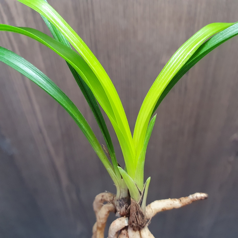 화근없는,,맑은,,황서?