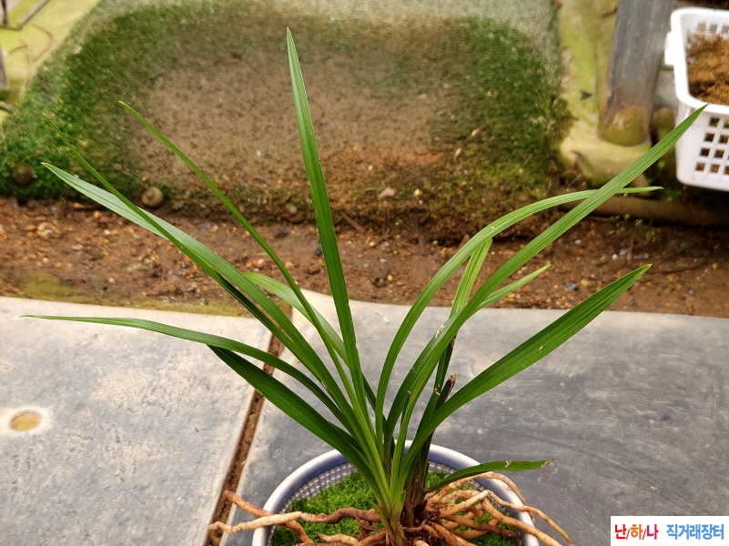 산채세력좋은산반(생?