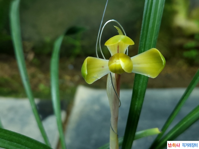 화형에 끼주금 육화선(?