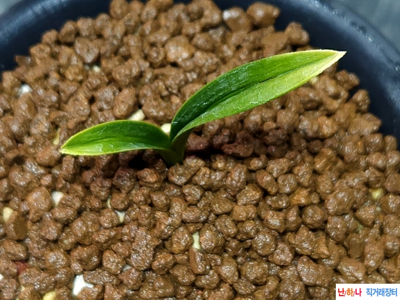 특종자 단엽서반