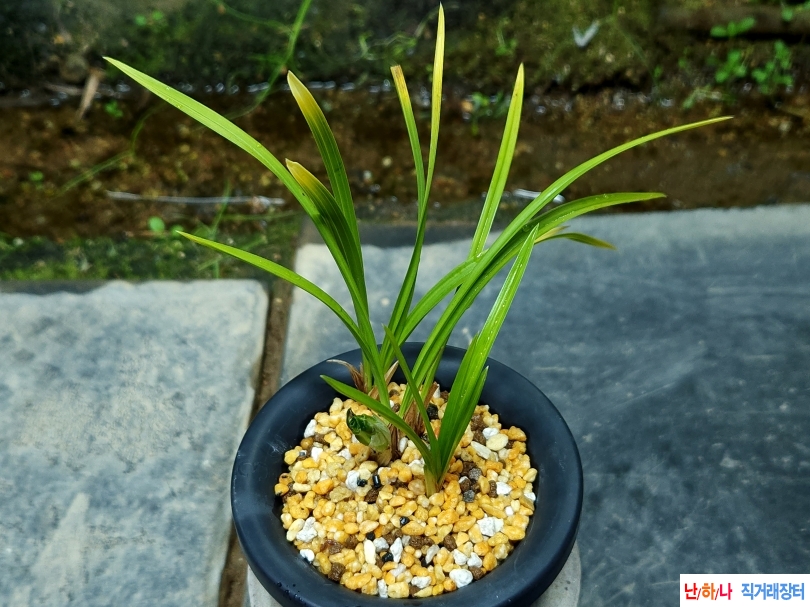 기화로 보이는 중투화(?