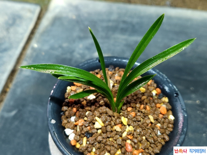 전통 입변에 끝산반종?