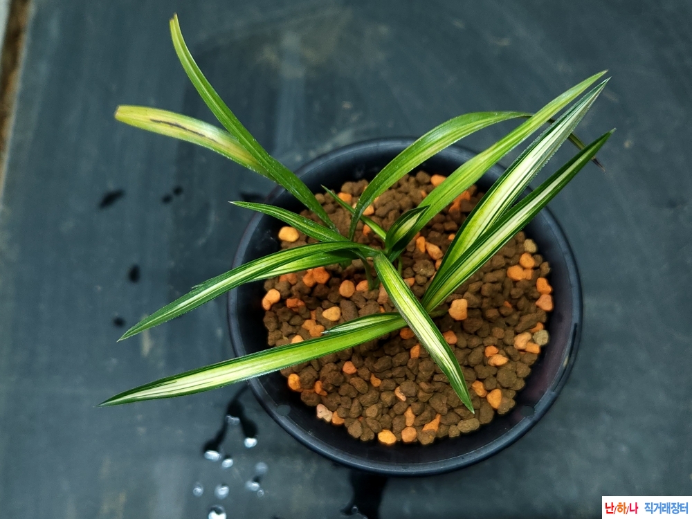 송월금 (산반중투호)