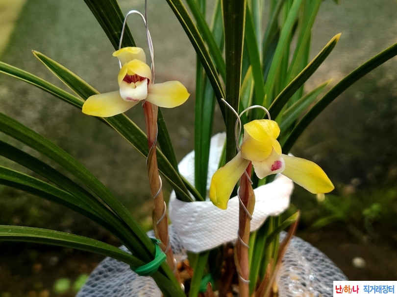 강한잎세 복륜에서 황?